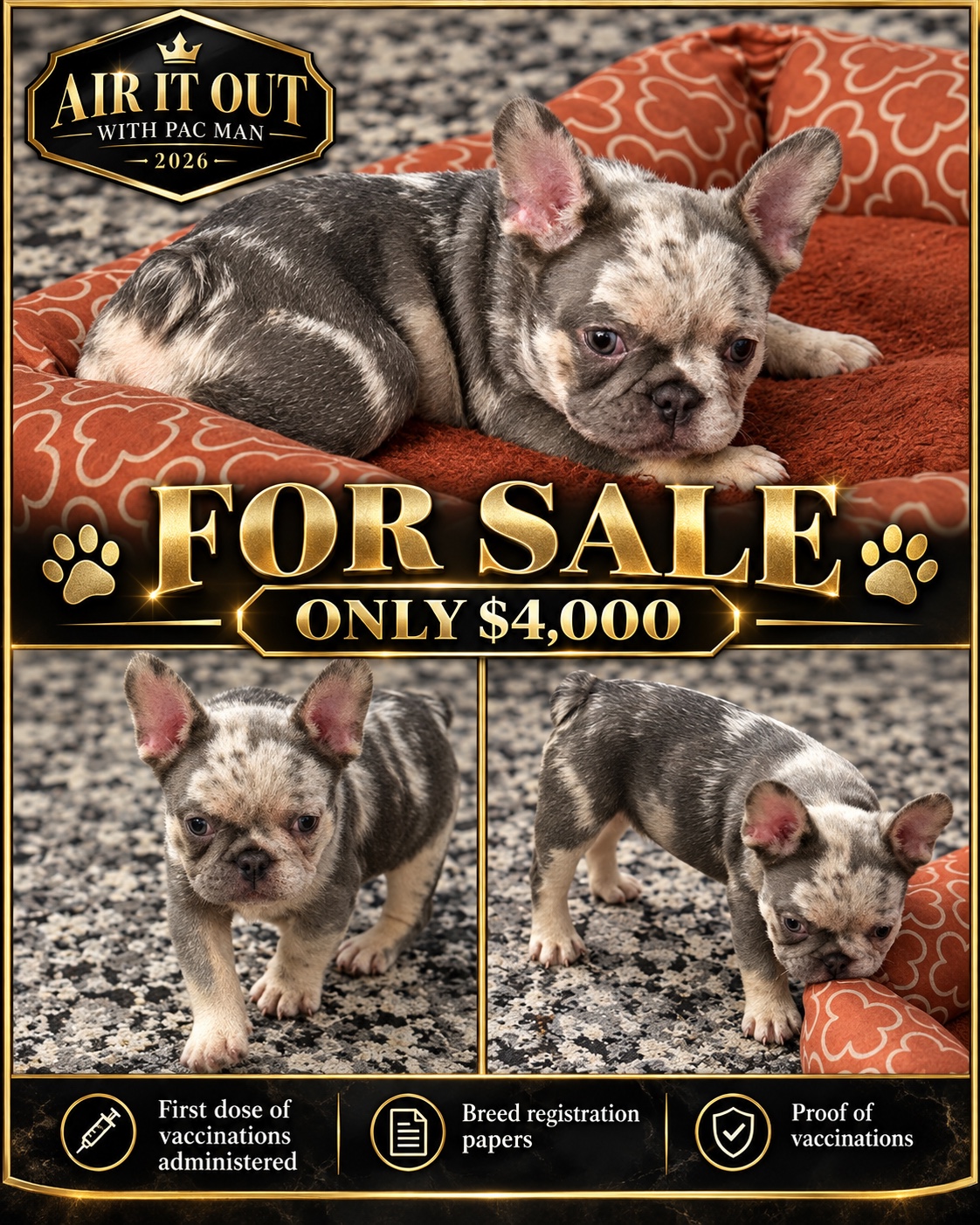 The single dog for sale for $4,000